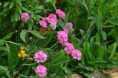 /album/fotogalerij/heemtuin07-05-14-116-jpg/